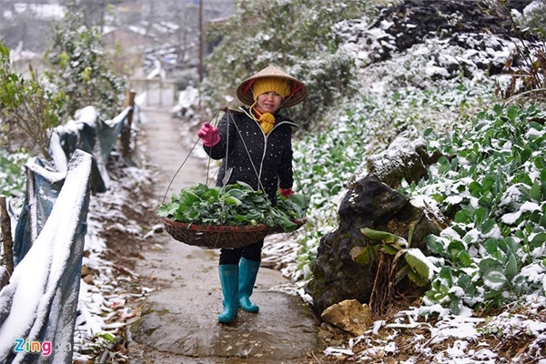 
Chị Nguyễn Thị Thiều tất bật gánh hàng rau ra chợ bán, nhà có 1 ha các loại rau, nhưng đều bị hỏng hết, do tuyết vùi lấp.