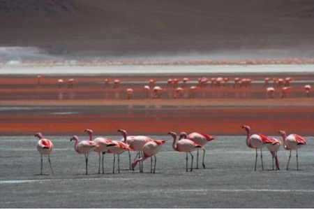 
Điểm đặc biệt nữa là nơi đây được coi là sứ sở của loài chim hồng hạc nổi tiếng và hơn 50 loài chim khác nữa. Du khách có thể chiêm ngưỡng loài chim hiếm này bay lượn trên mặt hồ. Ảnh: Internet