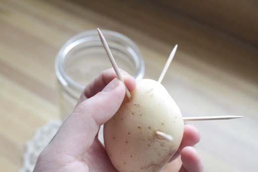 
Bạn muốn khoai tây chín và lột vỏ đều trong lò vi sóng? Hãy dùng 4 cây tăm xiên vào củ tạo thành 4 chân để nâng củ khoai lên cao hơn. Như vậy, nó sẽ chín nhanh và đều hơn rất nhiều. (Ảnh: Internet)