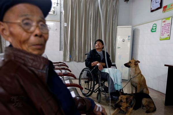 
Suốt 14 năm liền, hai chú chó kéo anh đi khắp đường to, ngõ nhỏ trong huyện Long Du, đến mức người dân ngoài đường không còn cảm thấy tò mò hay lạ lẫm khi thấy cảnh đó. Hai chú chó Bối Nhĩ và La Nhĩ theo chân anh đến mọi địa điểm, từ nhà tới bệnh viện.
