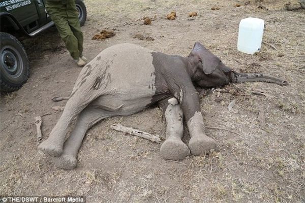 Bật khóc trước cảnh voi mẹ lay voi con “đã chết” tỉnh dậy