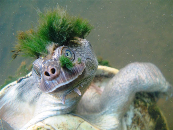 
Rùa sông Mary có khá nhiều màu sắc như đỏ, đen, nâu, hồng. Trên đầu của loài rùa này xuất hiện những nhúm lông vô cùng kì lạ. Loài động vật này được đưa vào sách đỏ do vô cùng quý hiếm.(Ảnh: Internet)
