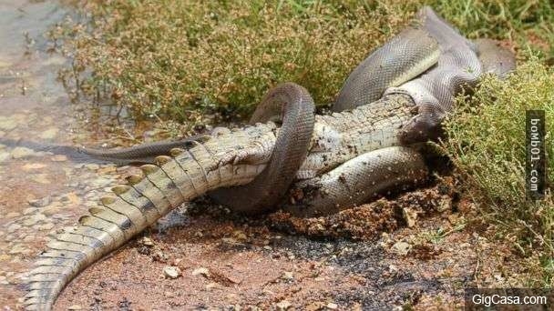 
Con rắn đang ung dung ngoạm con cá sấu. (Ảnh: Internet)