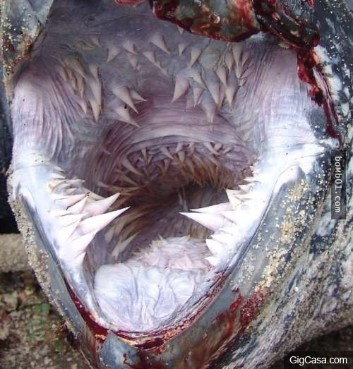 
Răng nhọn bên trong miệng rùa biển. (Ảnh: Internet)