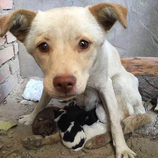 Rơi nước mắt cảnh chó mẹ trọng thương chăm sóc cho đàn con
