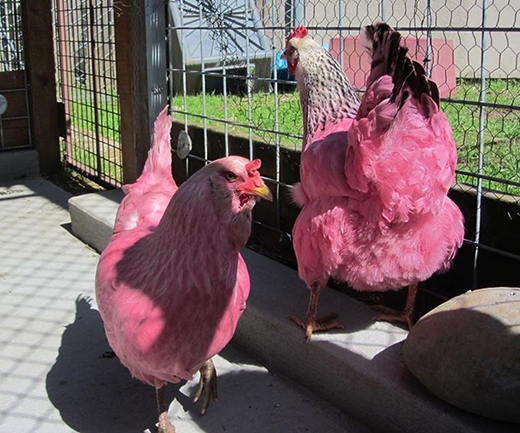 
Cặp gà sau đó đã nhanh chóng được các nhân viên của Trung tâm Multnomah đưa về. (Ảnh: Internet)