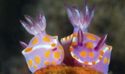 
Ceratosoma Amoena là loài sên biển đầy màu sắc thuộc họ Hải Sâm. Chúng được tìm thấy ở vùng ôn đới miền Nam Australia và Bắc New Zealand.(Ảnh: Internet)