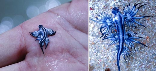 
Thiên thần màu xanh này có tên là Glaucus atlanticus. Tên gọi thông thường biển nuốt, xanh glaucus, thanh long, màu xanh biển slug, mùn đại dương xanh.(Ảnh: Internet)