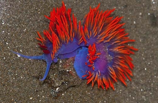 
Flabellina Iodinea được mệnh danh là vũ công của đại dương bởi hình dáng uyển chuyển và màu sắc sặc sỡ. Loài này có nguồn gốc từ phía Tây và Nam nước Mỹ. Ngoài ra nó còn được tìm thấy trong Vịnh California và quần đảo Galapagos. (Ảnh: Internet)