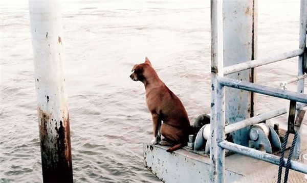 
Chú chó đợi chủ quay về đón mình ở bến tàu. (Ảnh: Internet)