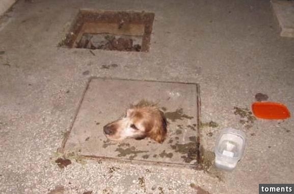 Hành trình giải cứu chú chó mắc kẹt dưới hầm