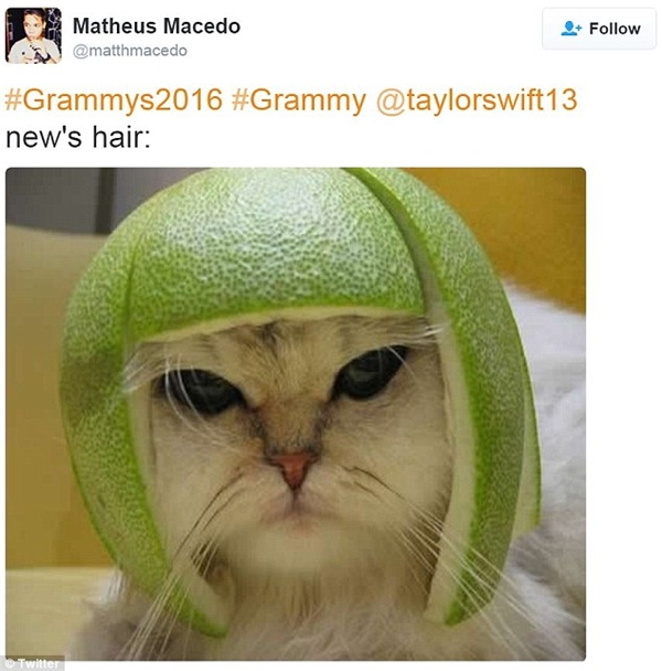 
Một bạn khác còn hài hước dùng ảnh chú mèo đội vỏ bưởi để mô phỏng lại kiểu tóc của Taylor. (Ảnh: Internet)