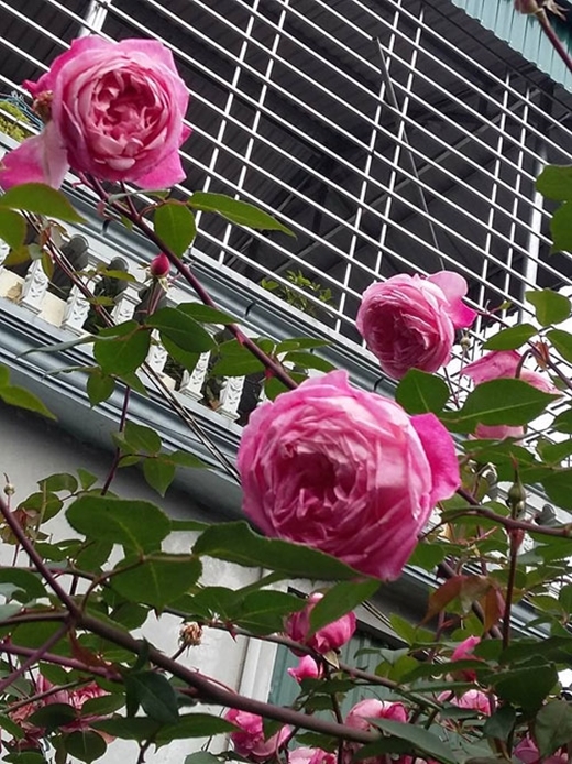 Ngây ngất cây hồng trên 20 năm tuổi nở hoa to bằng miệng chén