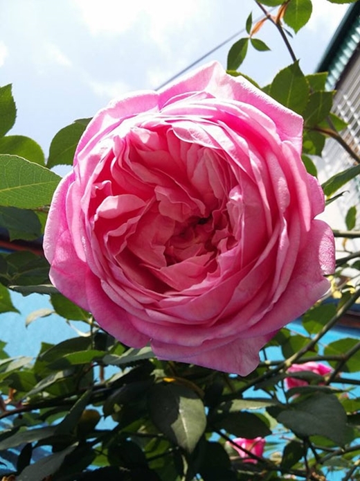 
Gốc hồng cổ nhà chị Dung cánh dày, hoa có thể to bằng miệng chén nhỏ, tỏa hương thơm ngát mát lòng. (Ảnh: Internet)