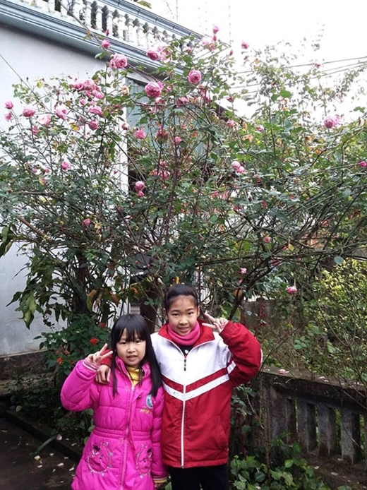 
Các cháu của chị Dung tạo dáng bên cây hồng tươi thắm, ngát hương... (Ảnh: Internet)