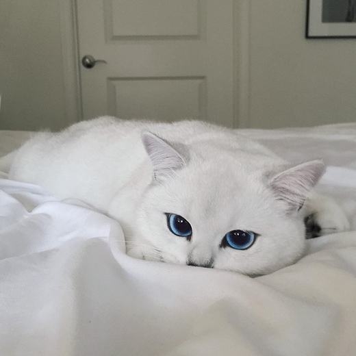 Mèo đôi mắt xanh: Chào mừng bạn đến với thế giới của những mèo đôi mắt xanh đáng yêu nhất! Chúng tôi sẽ mang đến cho bạn những hình ảnh tuyệt đẹp về những chú mèo có đôi mắt xanh ngời ngời, khiến ai nhìn vào cũng cảm thấy phấn khích và yêu thích.