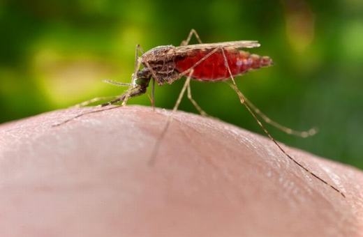 Việt Nam sẽ là nơi thử nghiệm thả muỗi đột biến chống Zika