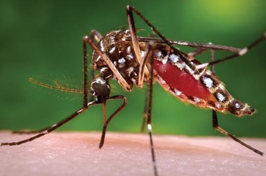 
Muỗi Aedes. (Ảnh: Internet)