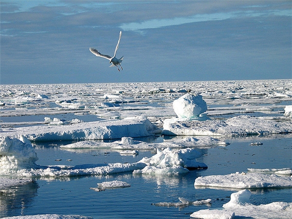 
Môi trường ở Bắc Cực đã bị ô nhiễm nặng nề do hoạt động sản xuất và sinh hoạt của con người, gây ảnh hưởng đến các loài động, thực vật sống ở đây. (Ảnh: Internet)