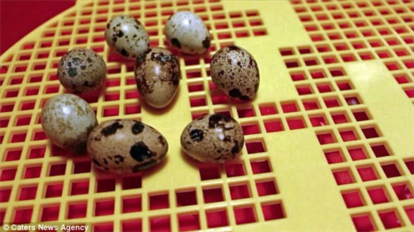 
Chúng tương tự những quả trứng chim cút khác. (Ảnh: CNA)