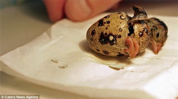 Không thể tin nổi: Ấp trứng cút, nở ra... gà con