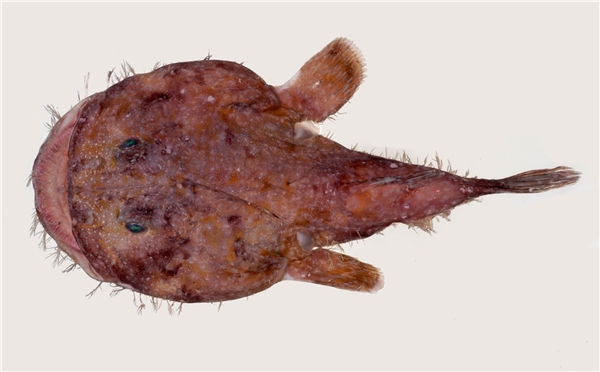 
Endo’s Goosefish tên khoa học Lophiodes endoi. (Ảnh: Internet)