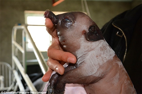 
Chú heo bị đột biến với chiếc mũi dài ở Trung Quốc. (Ảnh: Getty Images)
