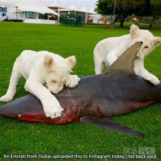 
Hai chú sư tử trắng này được chủ cưng đến độ sắm hẳn một con cá mập cho thưởng thức. (Ảnh: Internet)