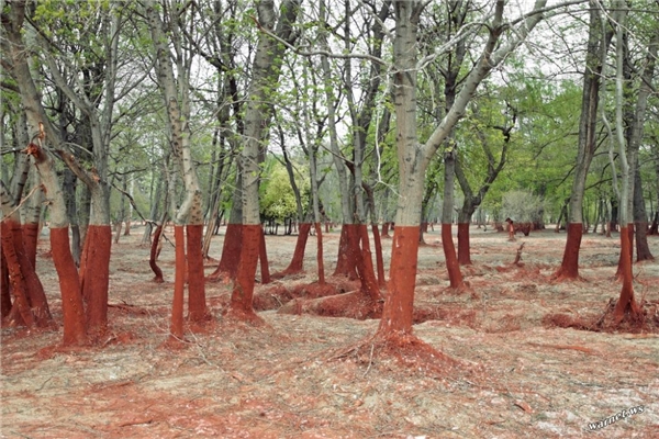 
Ngôi rừng này là hậu quả của một vụ tràn chất thải độc hại năm 2010 ở Hungary. (Ảnh: Palíndromo Mészáros)
