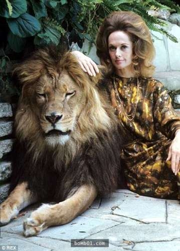 
Nữ diễn viên Tippi Hedren và chú sư tử Neil. (Ảnh: Internet)
