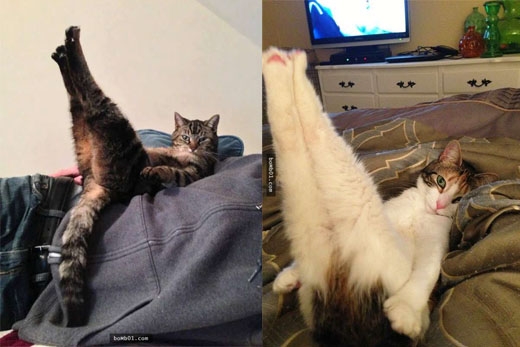 
Con người phải tập đi dáng mèo để được làm người mẫu. Trong khi mèo ta chân dài thế này thì không ai thèm ngó tới. (Ảnh: Internet)