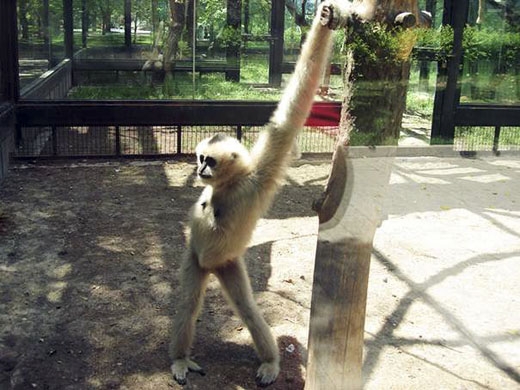 
Chẳng những chân dài, nàng mẫu khỉ này còn sở hữu một đôi tay đáng ngưỡng mộ. (Ảnh: Internet)