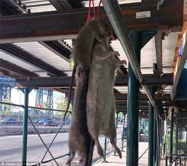
Những con chuột “xui xẻo” này được tìm thấy ở khu dân cư Lower East Side mùa hè năm ngoái. (Ảnh: Daily Mail)