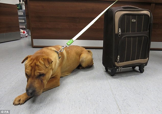 
Chú chó Kai nằm buồn rười rượi bên chiếc vali chứa tất cả "gia tài" của mình. (Ảnh: Internet)