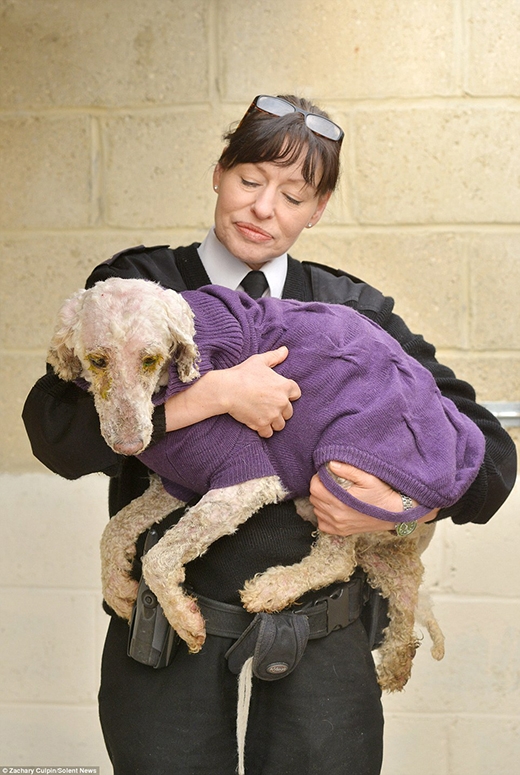 
Thanh tra Jan Edwards thuộc RSPCA đang ôm hai trong số những chú cún. (Ảnh: Internet)