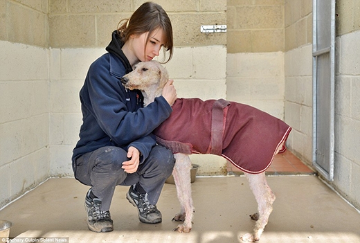 
Nhân viên Phúc lợi Động vật thuộc Hội đồng Thành phố Winchester, May Carrington, đang chăm sóc cho chó mẹ. (Ảnh: Internet)