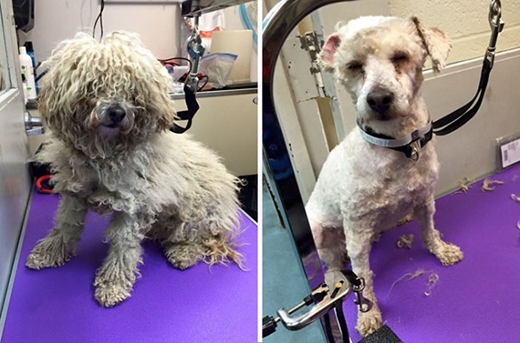 
Chỉ sau khi được cắt lông người ta mới nhận ra đôi mắt của chú chó này gần như đã bị mù. (Ảnh: Internet)