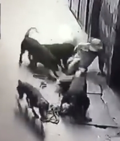 
Hình ảnh người đàn ông bị 4 con chó tấn công dữ dội. Ảnh: Cắt từ clip
