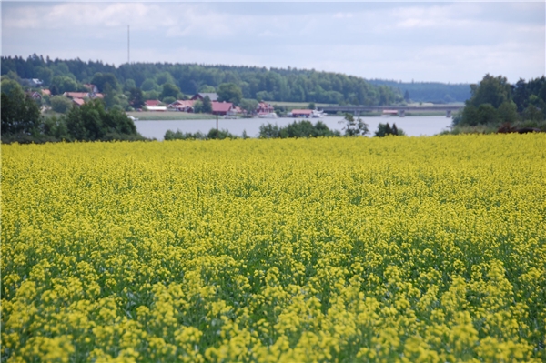 Thụy Điển ngập trong sắc vàng hoa cải vào mùa xuân. (Ảnh: Internet)