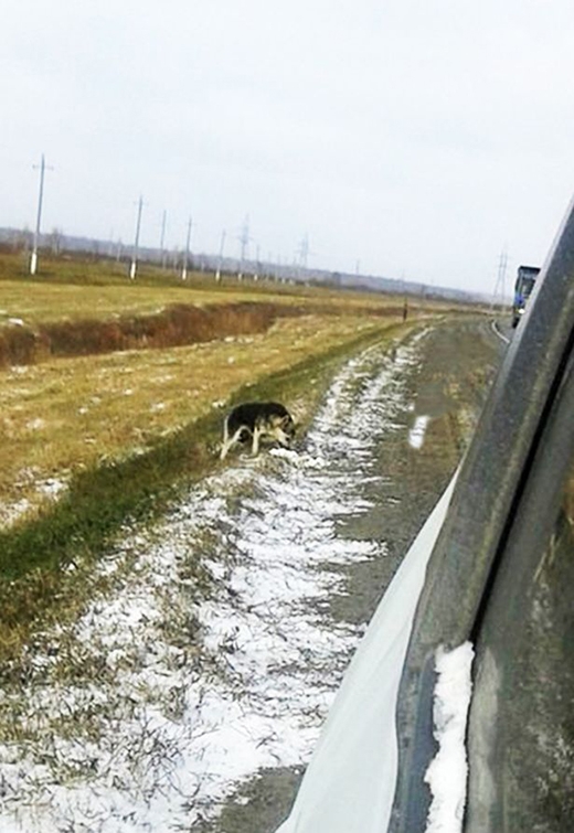 
Nhiều người đi đường ném đồ ăn cho nó qua cửa sổ. Nhờ vậy mà chú chó vẫn sống sót qua mùa đông lạnh giá. (Ảnh: Internet)