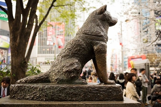 
Bức tượng Hachiko bằng đồng trước ga Shibuya ở Nhật. (Ảnh: Internet)