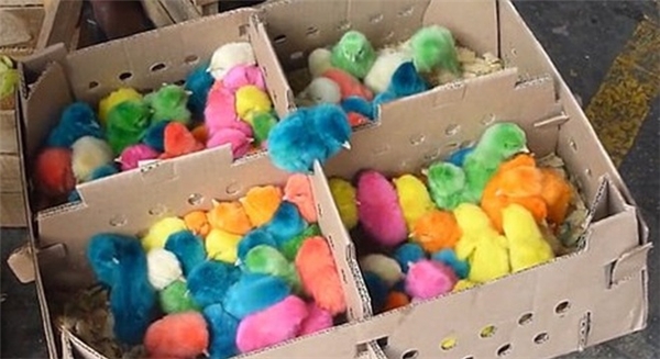 
Những chú gà con có màu lông cực dị: xanh, đỏ, tím, vàng, da cam… (Ảnh: Internet)