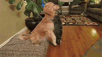 
"Mèo yêu cún!" "Mèo ngoan!" Chó mèo mỗi nhà mà yêu thương nhau thắm thiết thế này thì thật là phúc đức cho chủ nhân. (Ảnh: Internet)