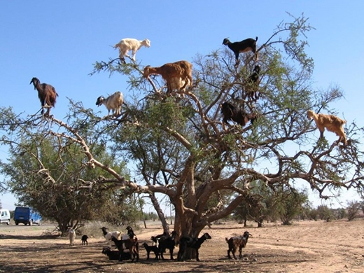 
Dưới đất hết thức ăn nên đàn dê phải leo lên cây để ăn thôi. Ai nói dê không biết leo cây? (Ảnh: Internet)