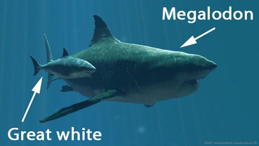 
Độ khổng lồ của Cá mập Megalodon vẫn vượt trội hơn hẳn thế hệ sau. (Ảnh: Internet)