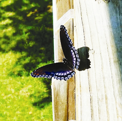 
Đừng đuổi bướm nếu nó bay vào nhà nhé. (Ảnh: Internet)