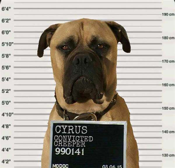 
Vì thế mà Cyrus trở thành "tội phạm rình mò" trong mắt cô chủ Lauren nhưng cậu chàng cũng chẳng quan tâm, vẫn tiếp tục "nhiệm vụ cao cả" của mình. (Ảnh: Lauren Birney)