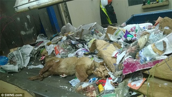 Cộng đồng mạng phẫn nộ với "xác 2 chú chó bị vứt trong xe rác"