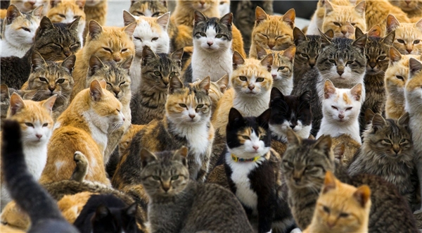 
Biểu cảm "hình sự" của bầy mèo này có khiến bạn liên tưởng đến cuộc họp kín của các tay xã hội đen Nhật thường thấy trên phim? (Ảnh: Internet)