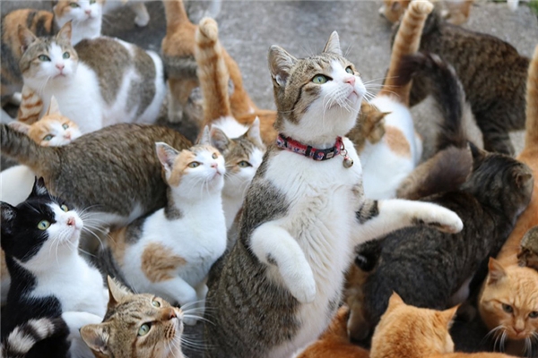 
Người dân Nhật rất thân thiện với mèo và thường cho chúng ăn, vì thế mà chúng rất quấn quýt với người. (Ảnh: Internet)